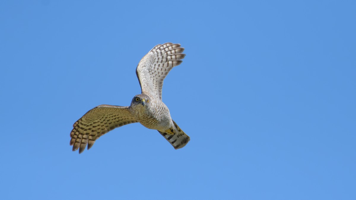 Eurasian Sparrowhawk - ML434251281