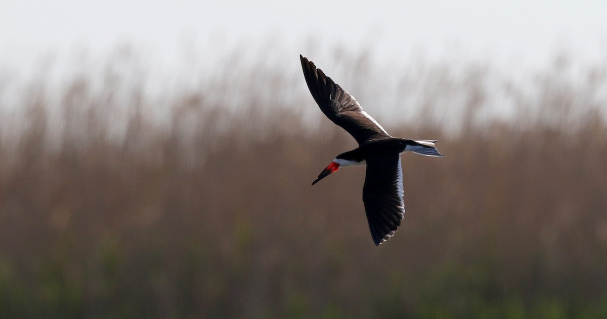 Black Skimmer - ML43425131