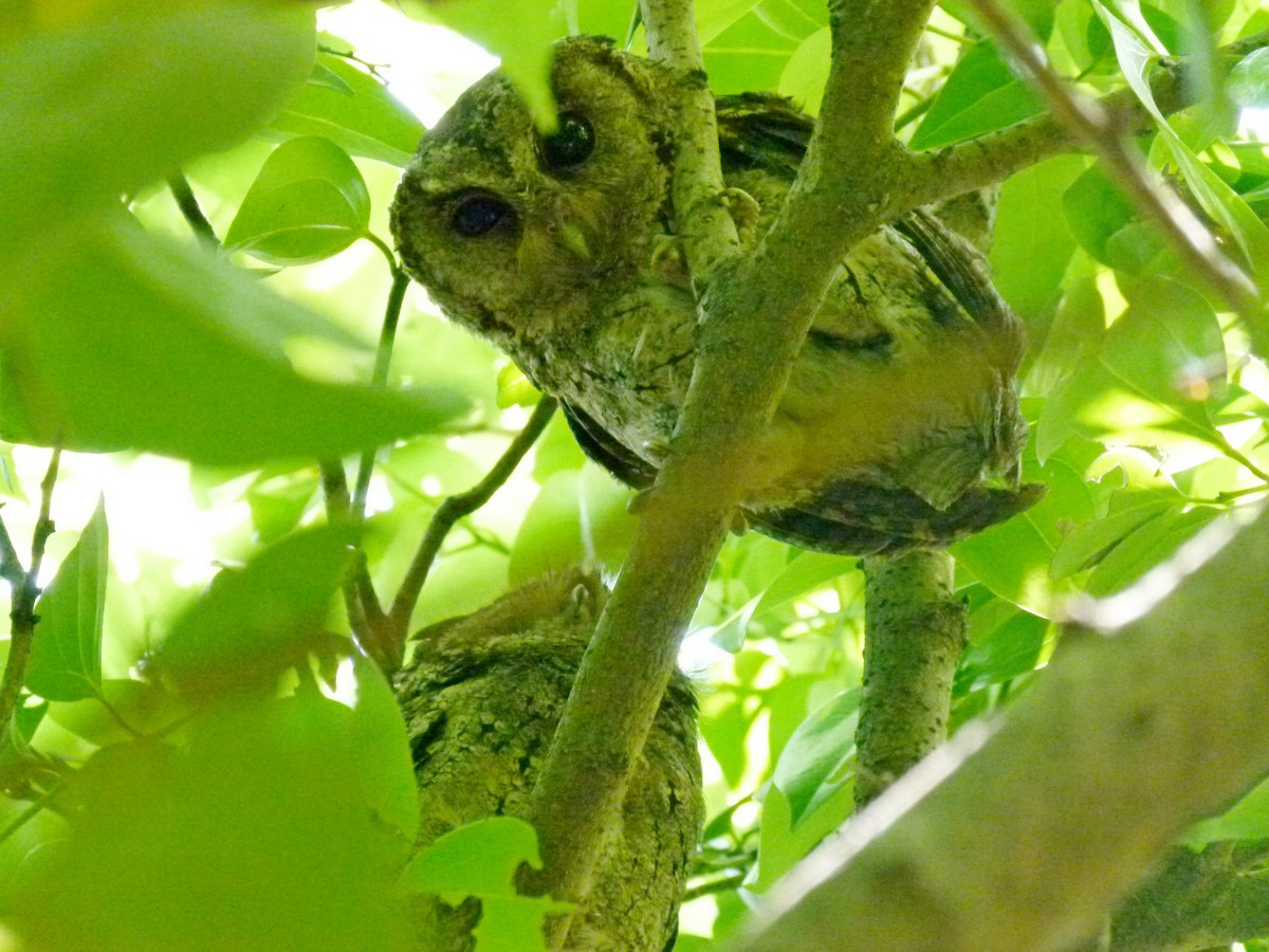 Collared Scops-Owl - ML434251411