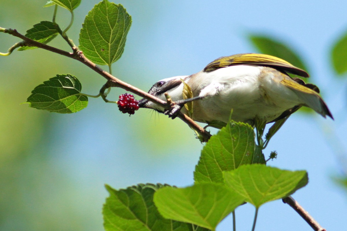Light-vented Bulbul - ML434251441