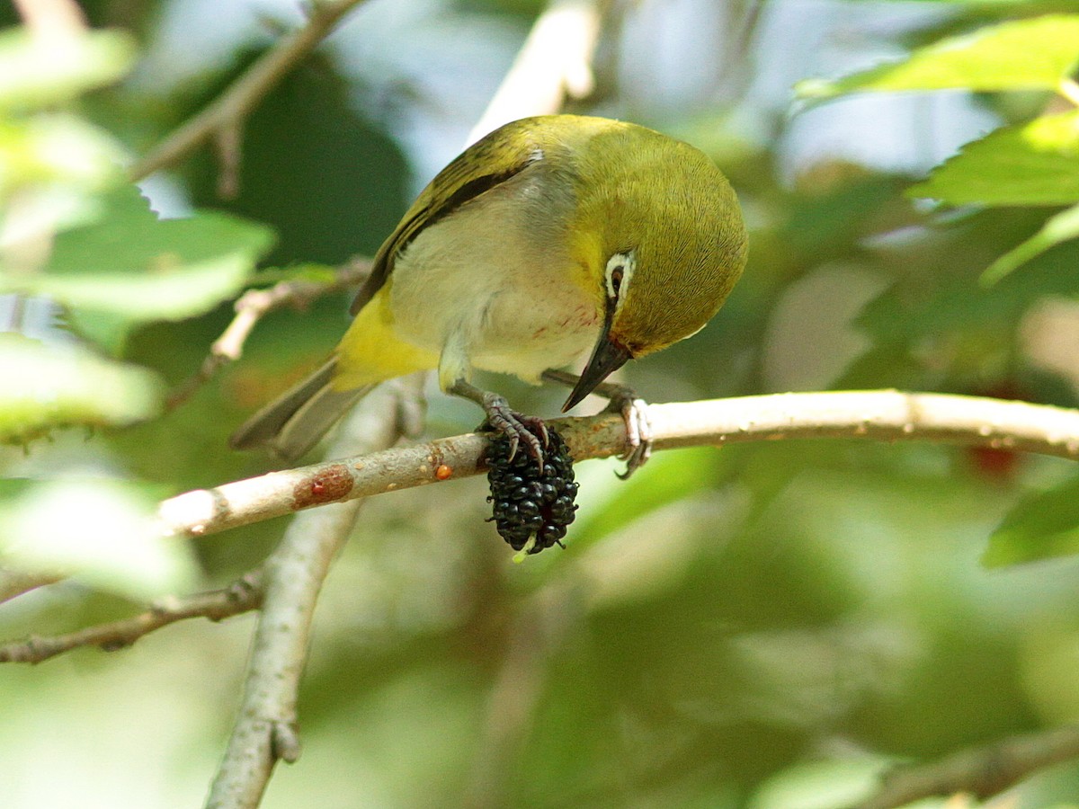 Swinhoe's White-eye - ML434251481