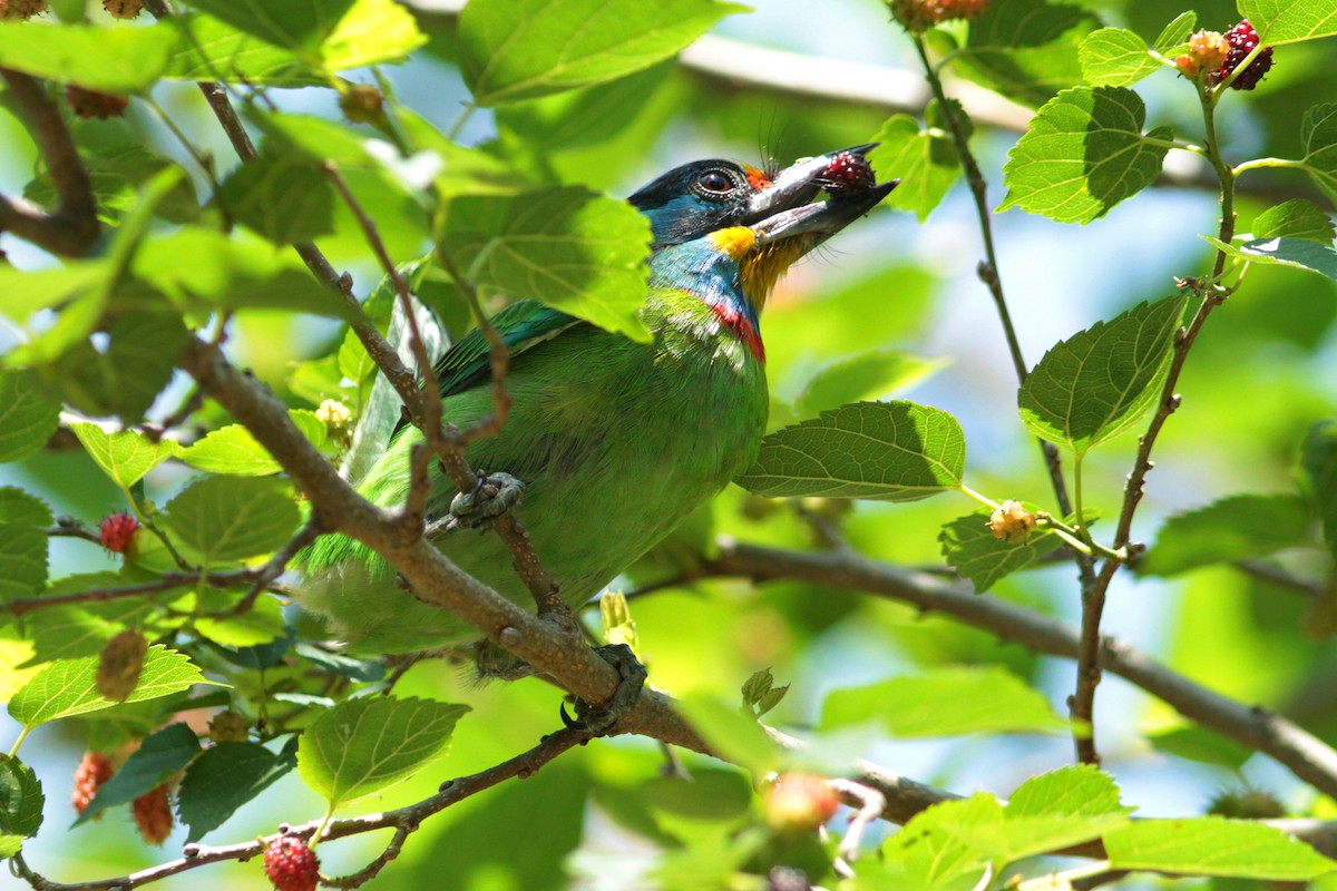 Taiwan Barbet - ML434251511