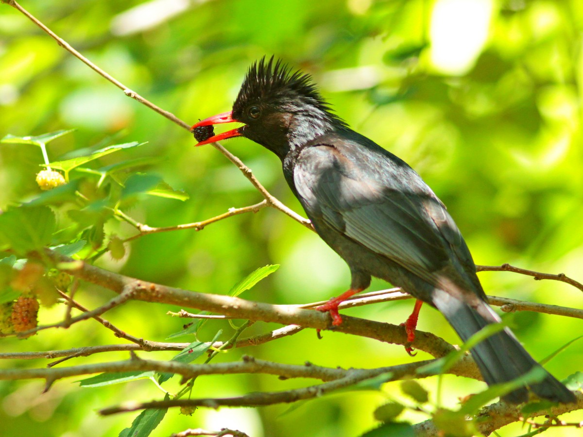 Black Bulbul - ML434251531