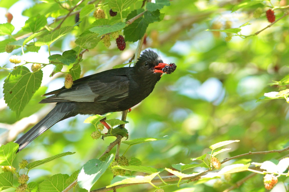 Black Bulbul - ML434251571
