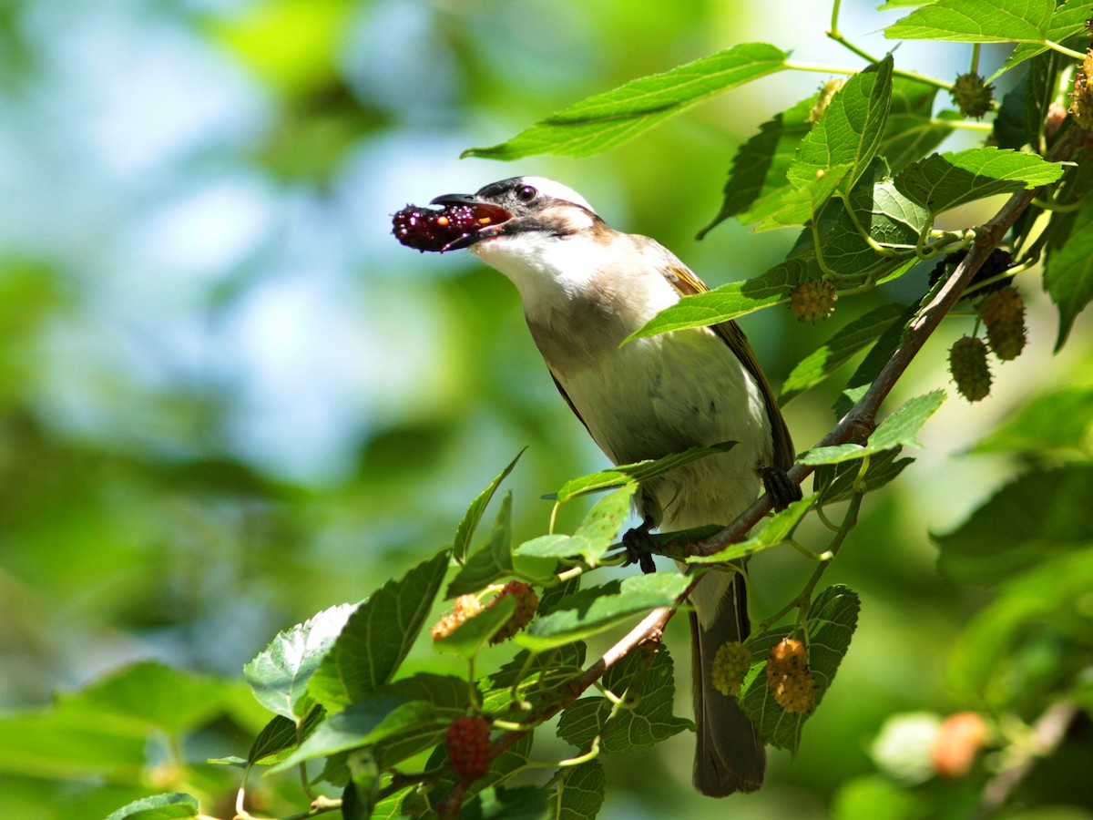Light-vented Bulbul - ML434251581