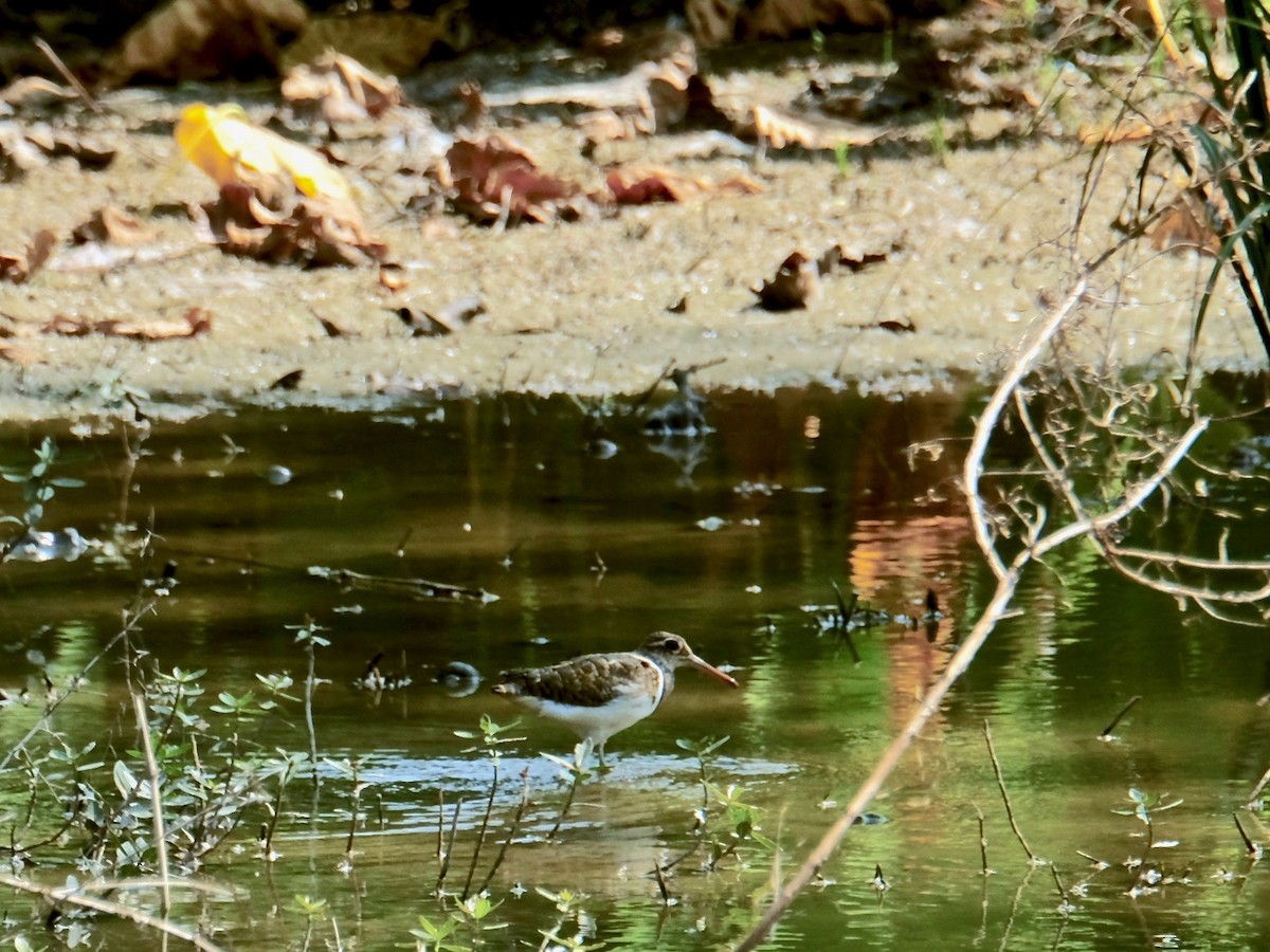 riksesnipe - ML434251691