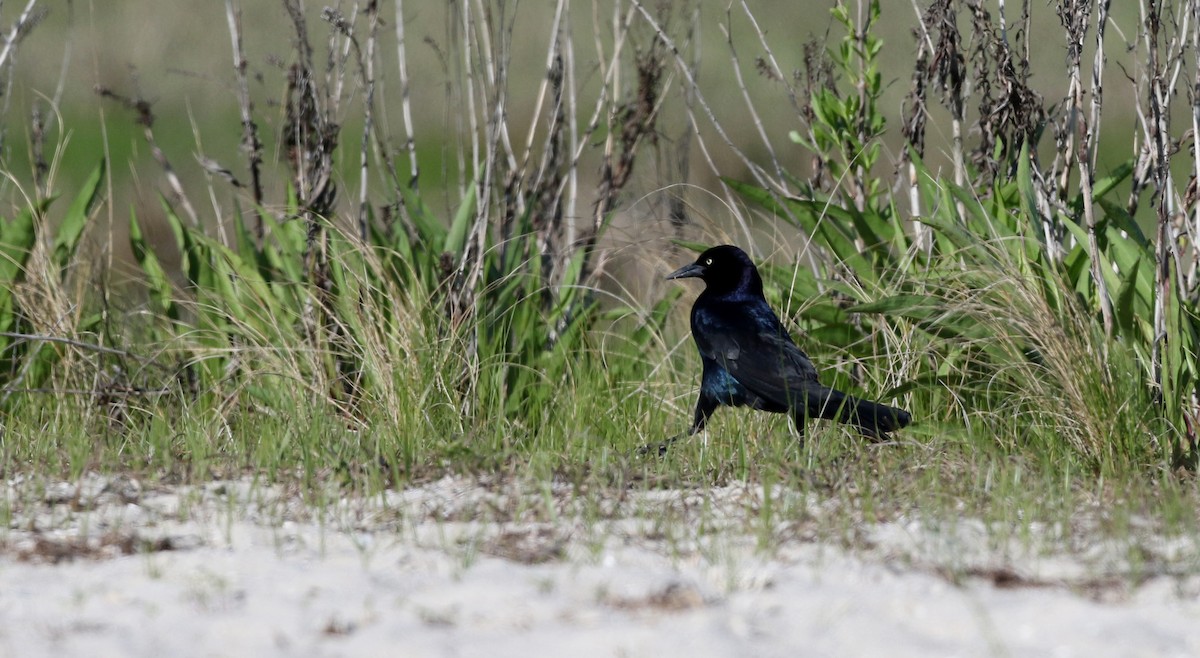 Boat-tailed Grackle - Jay McGowan