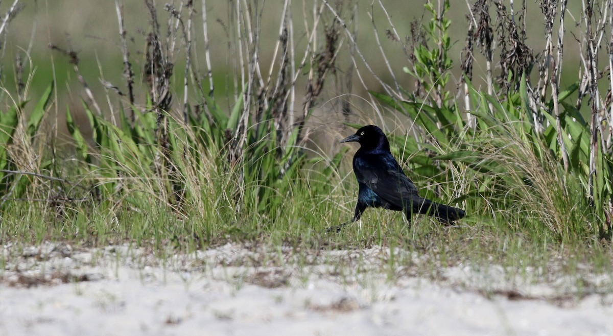 Boat-tailed Grackle - ML43425171