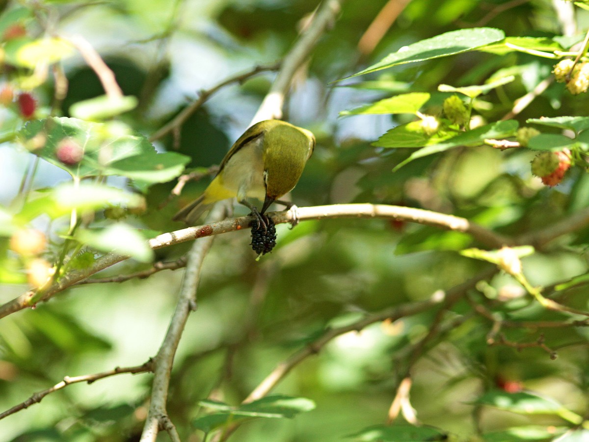 Swinhoe's White-eye - ML434251741