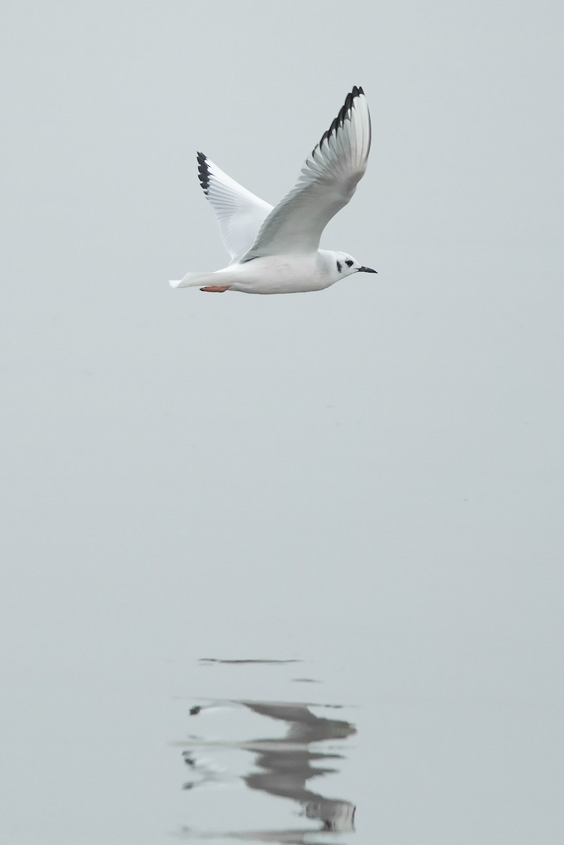 Mouette de Bonaparte - ML43425201