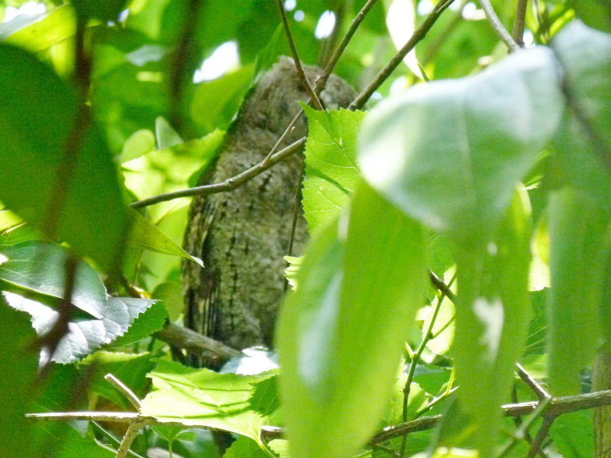 Collared Scops-Owl - ML434252311