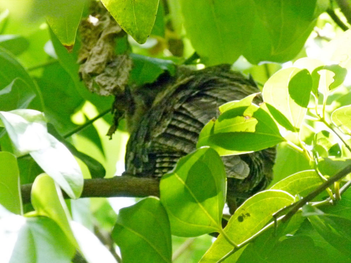 Collared Scops-Owl - ML434252321