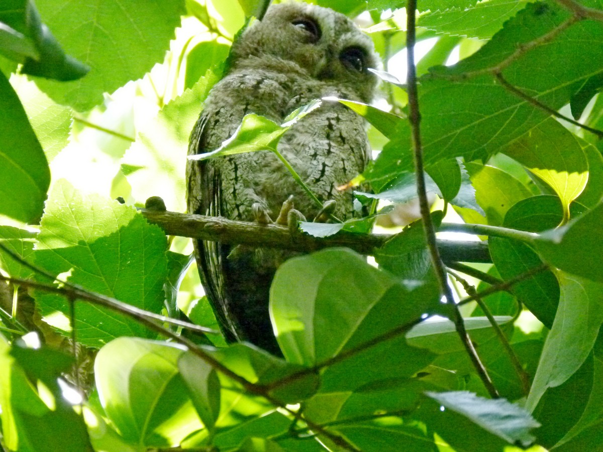 Collared Scops-Owl - ML434252351