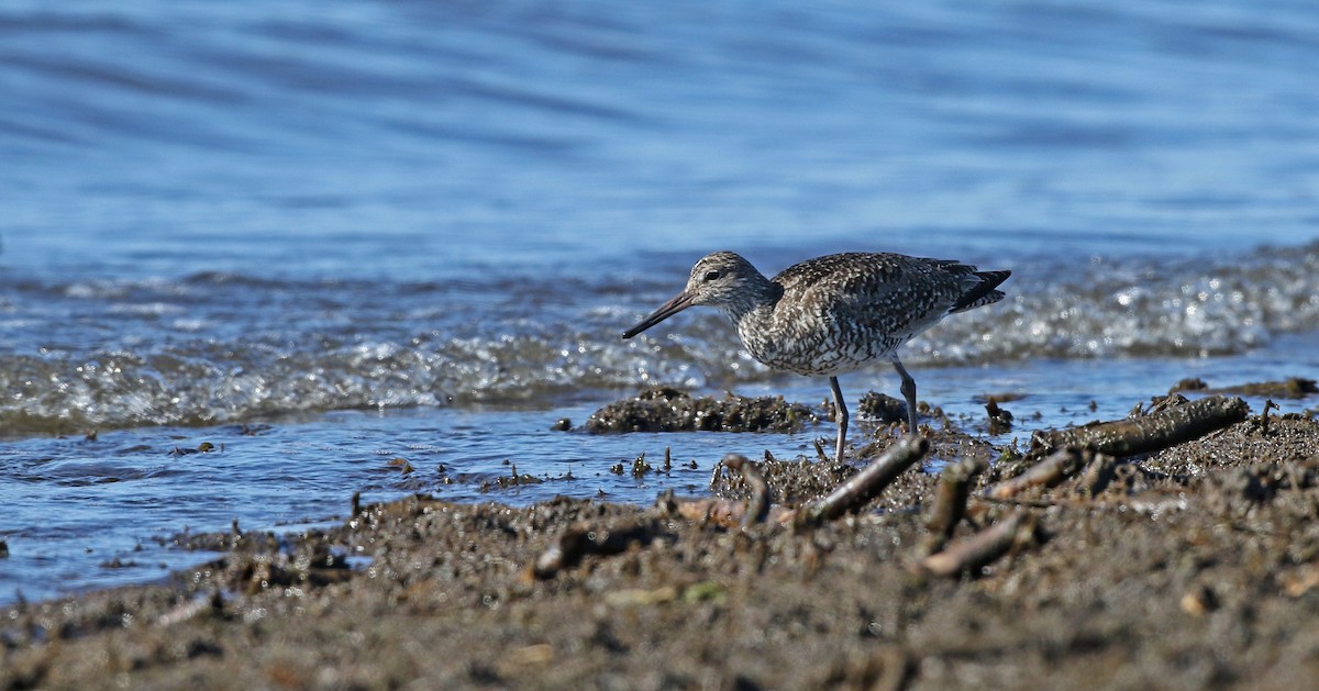 Willet (Eastern) - ML43425271