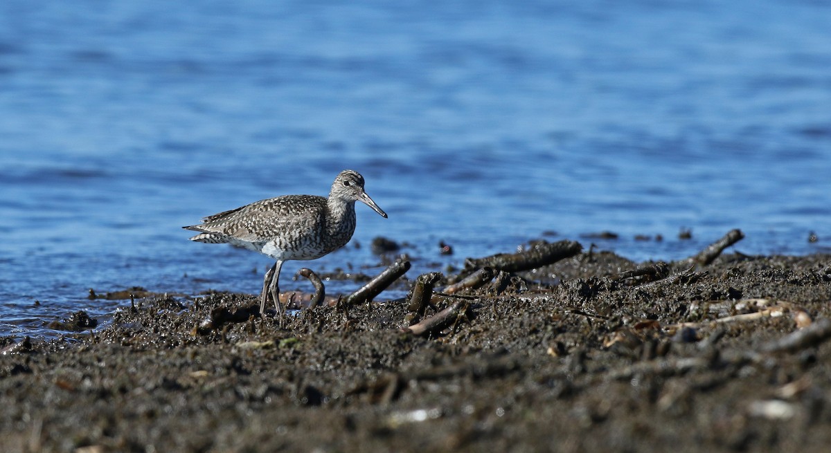 Willet (Eastern) - ML43425281