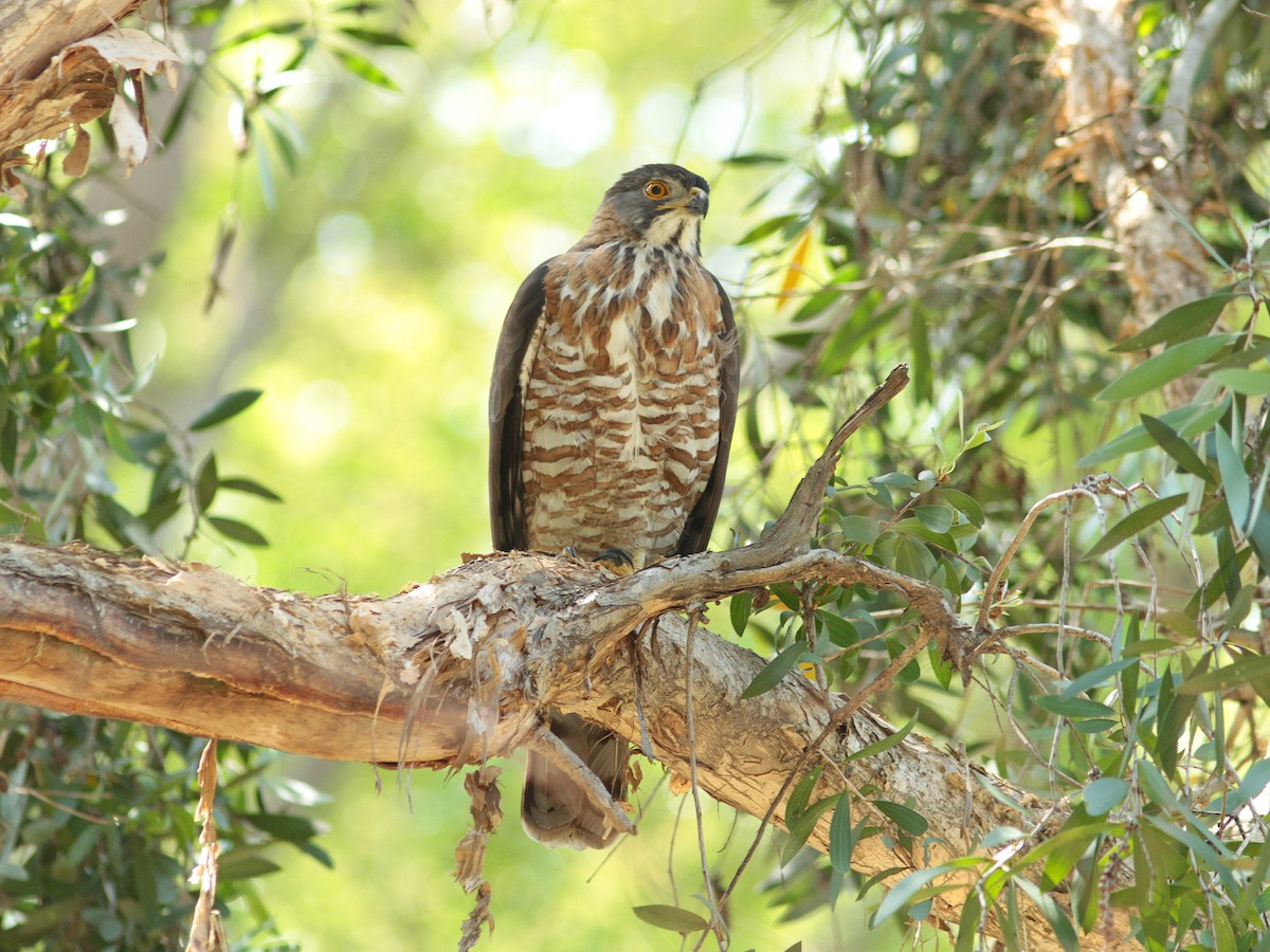 Crested Goshawk - ML434253951