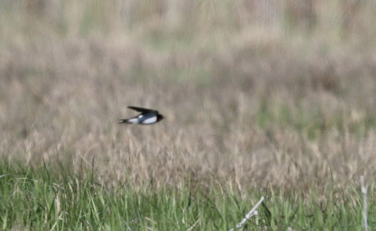 Barn Swallow - ML43425421