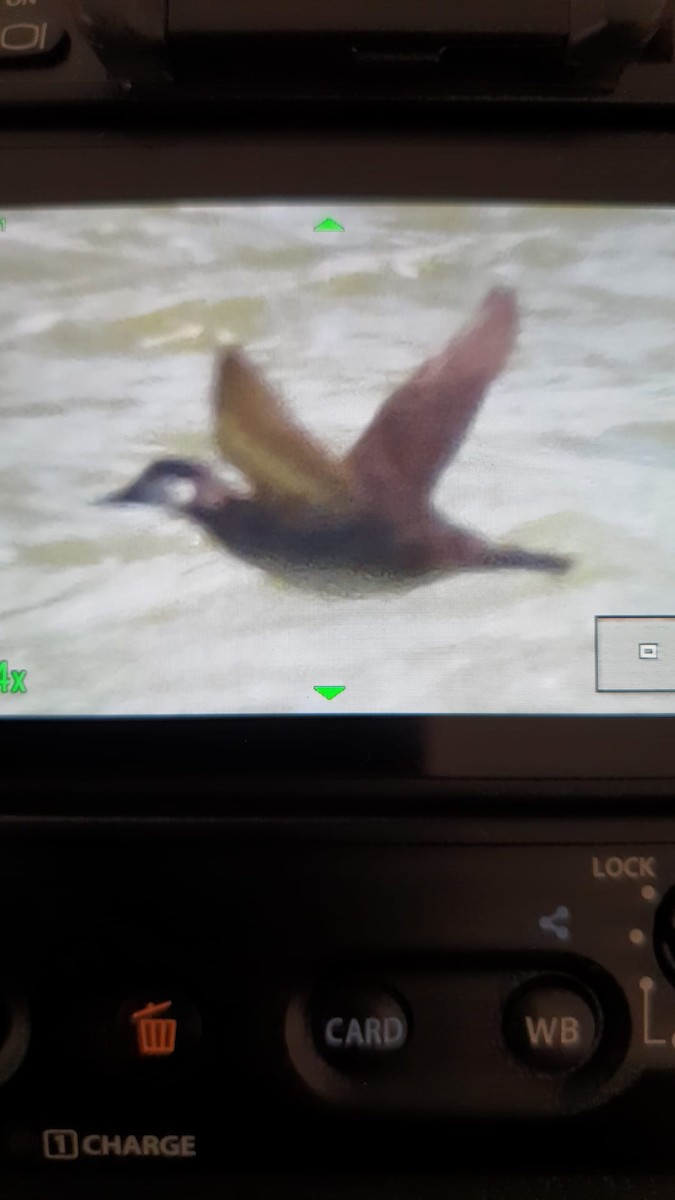 Ruddy Duck - ML434254251
