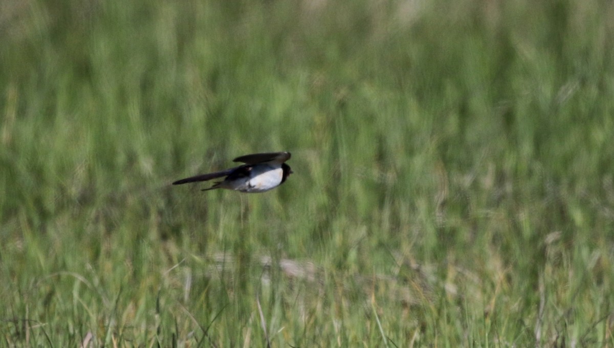 Barn Swallow - ML43425521