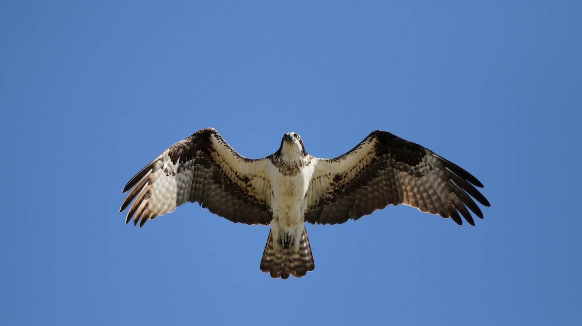 Águila Pescadora - ML43425541