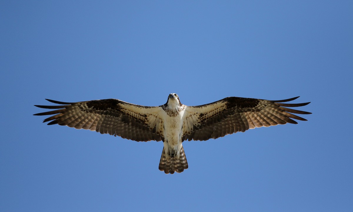 Osprey - Jay McGowan