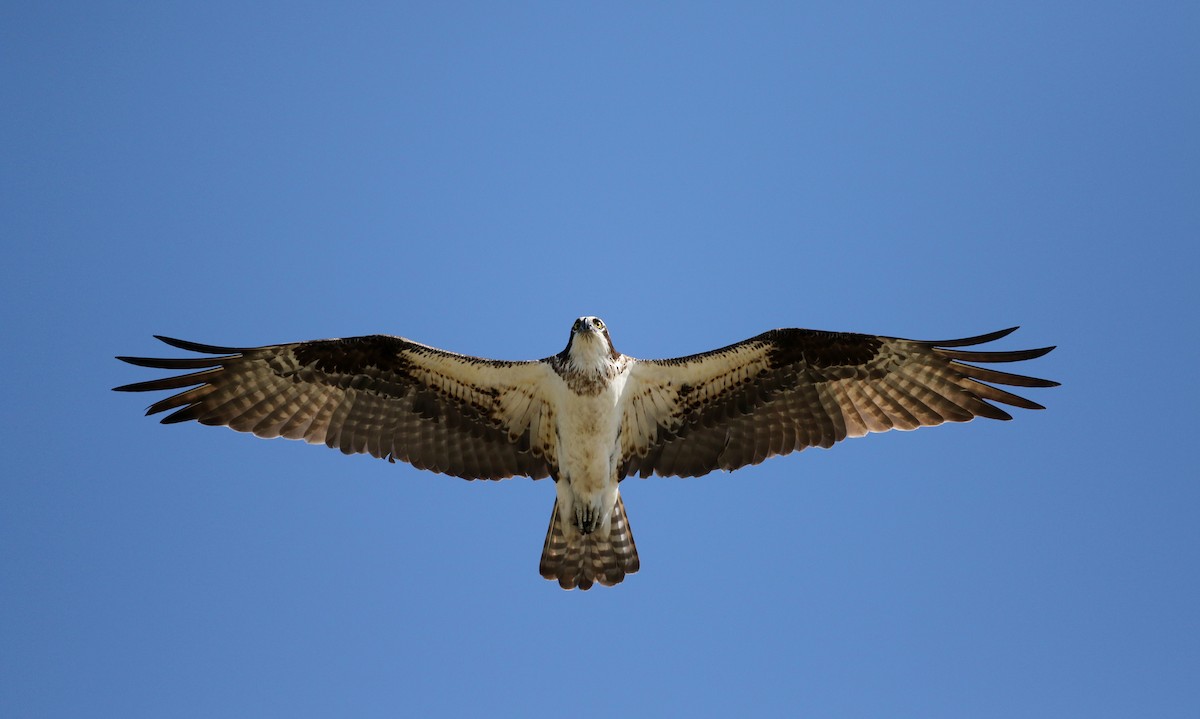 Balbuzard pêcheur - ML43425571