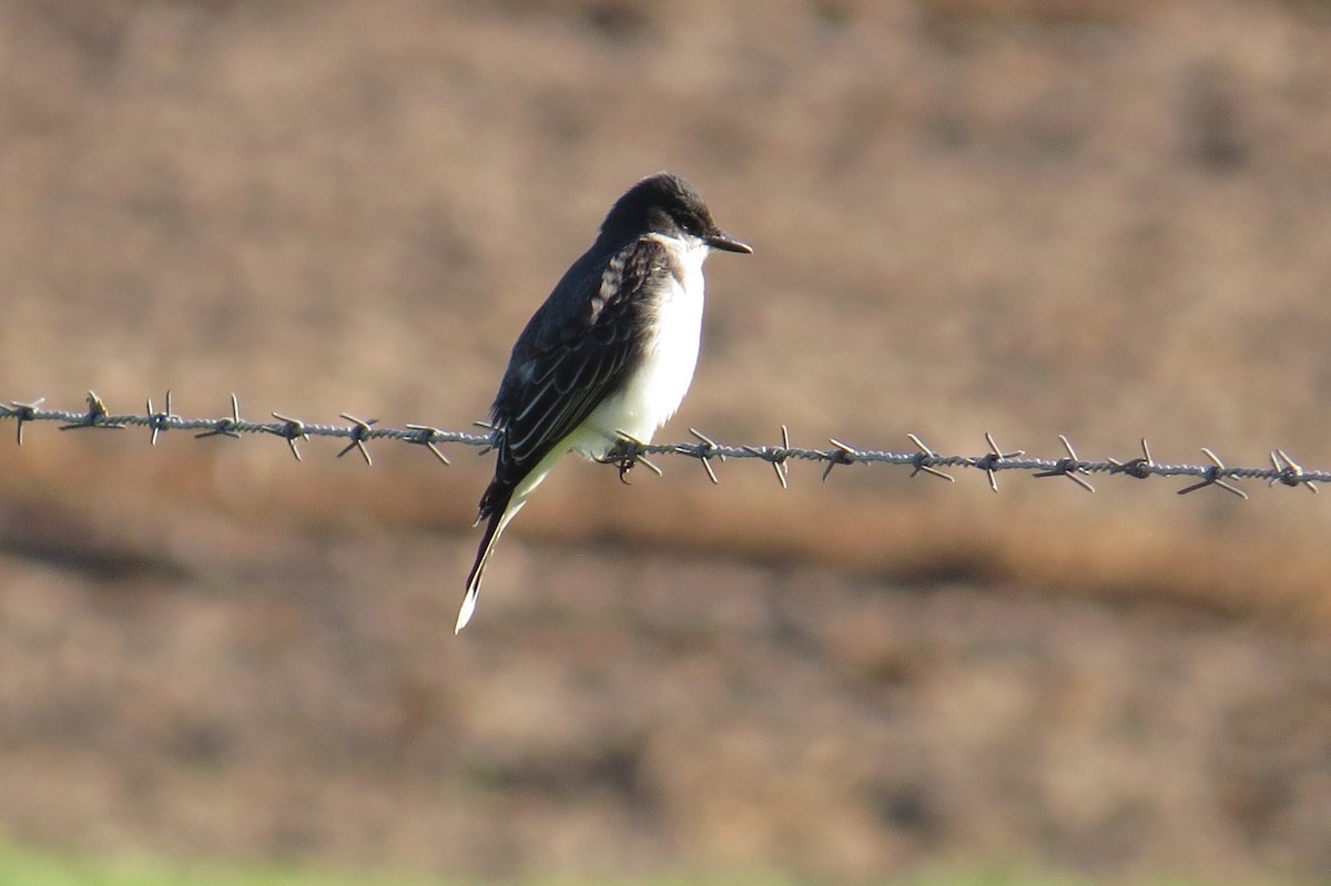 Eastern Kingbird - ML434256581