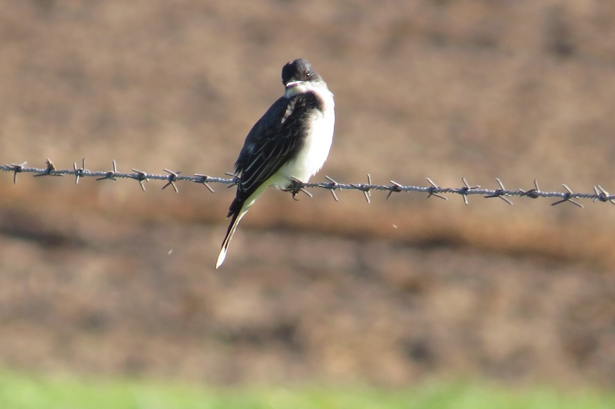 Eastern Kingbird - ML434256591