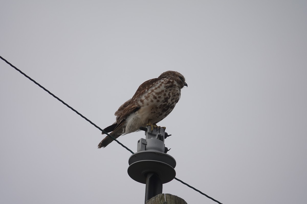 Red-shouldered Hawk - ML434256661