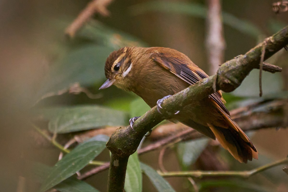 Atlantic Plain-Xenops - Daniel Alfenas