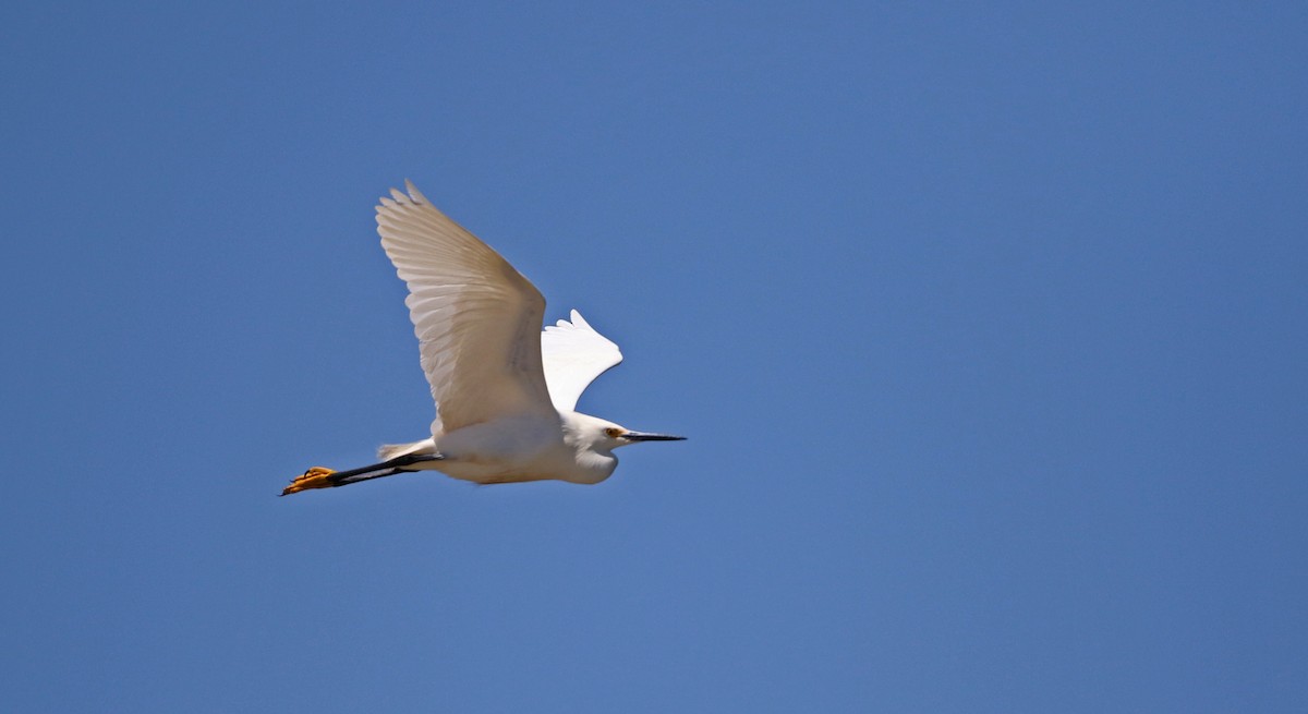 Snowy Egret - Jay McGowan