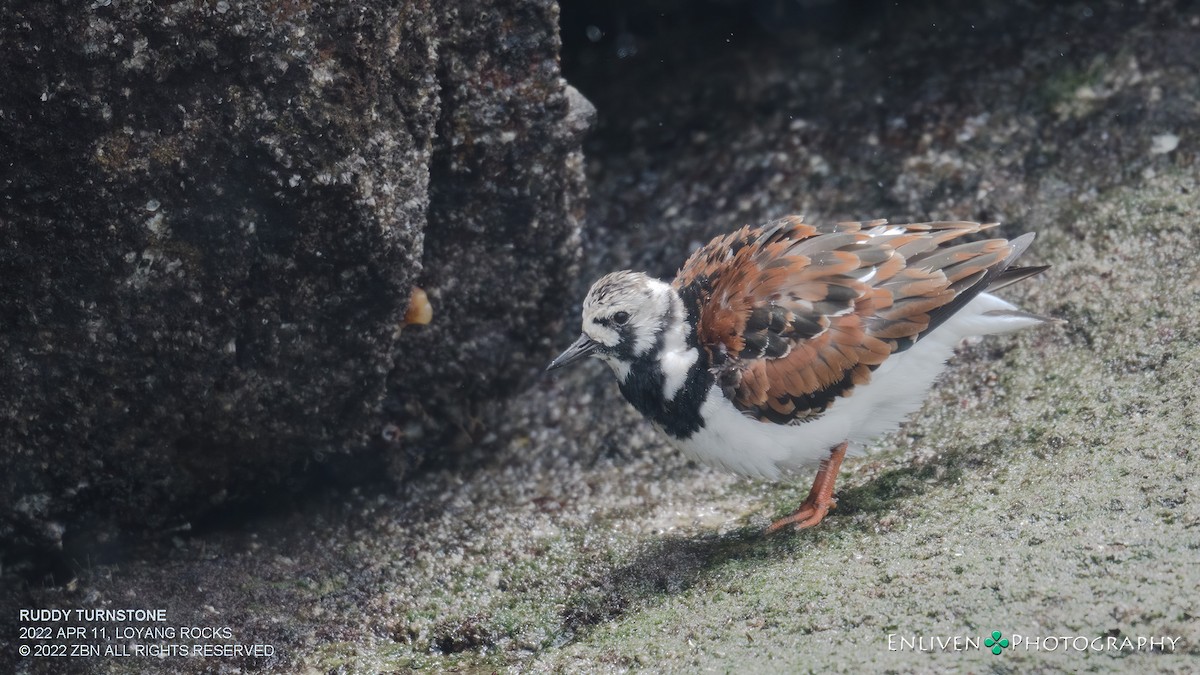 Ruddy Turnstone - ML434260531