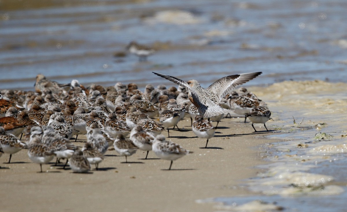 Red Knot - Jay McGowan