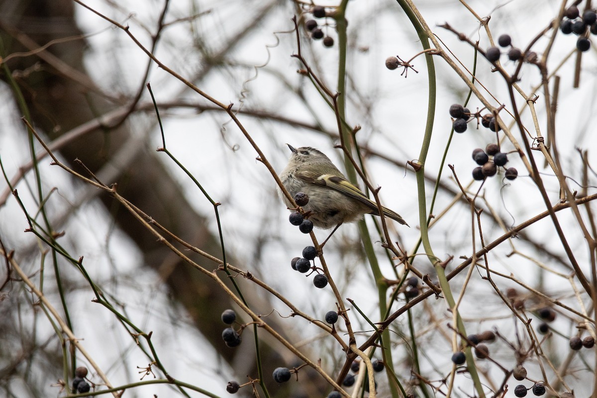 Golden-crowned Kinglet - ML434261371