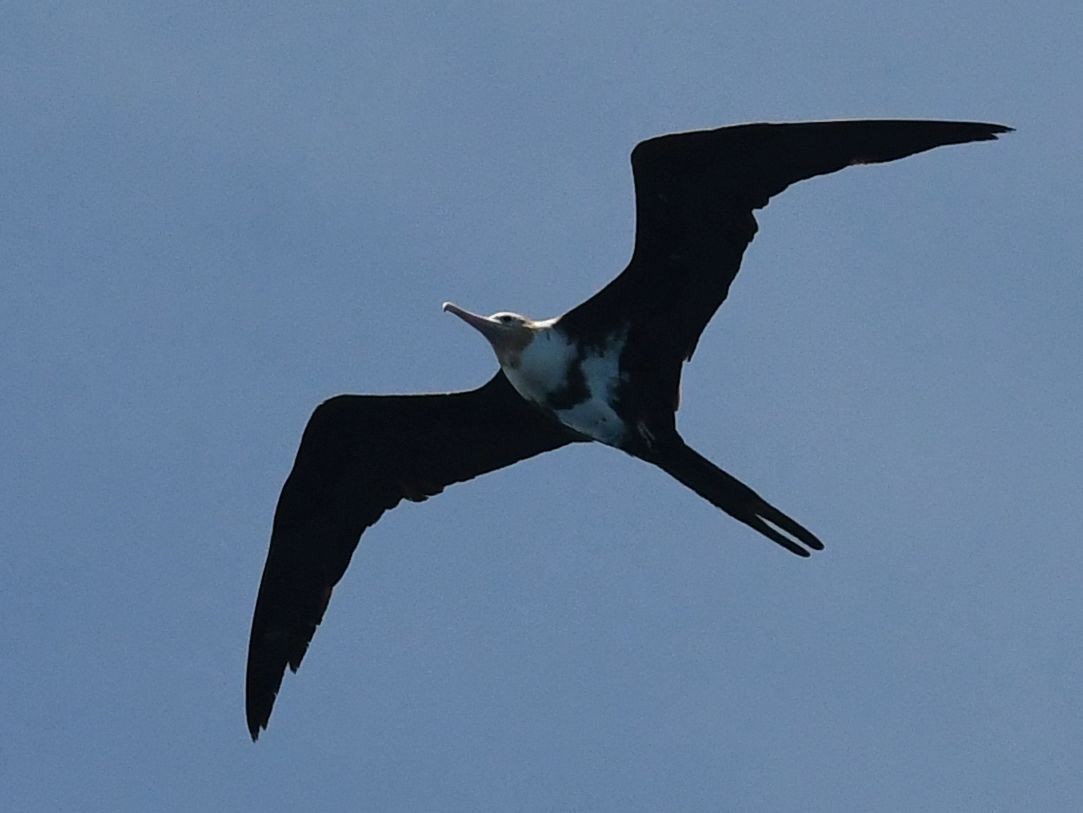 Lesser Frigatebird - ML434262171