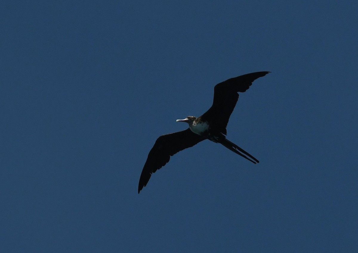 Lesser Frigatebird - ML434262181