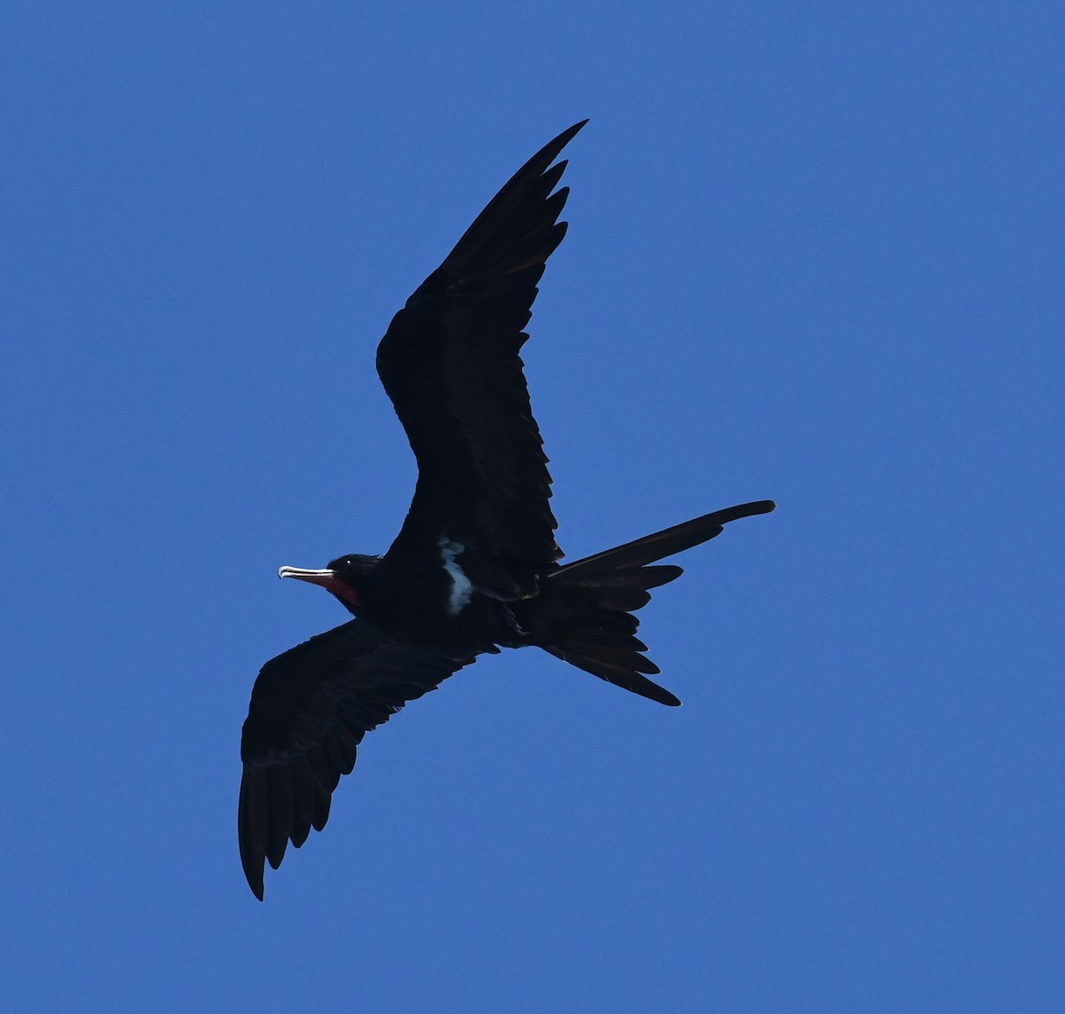 Lesser Frigatebird - Frank Hawkins