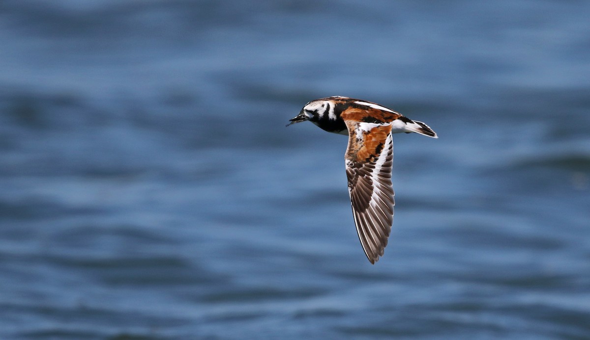 Ruddy Turnstone - Jay McGowan