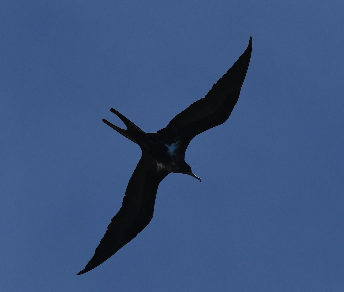 Lesser Frigatebird - ML434262511