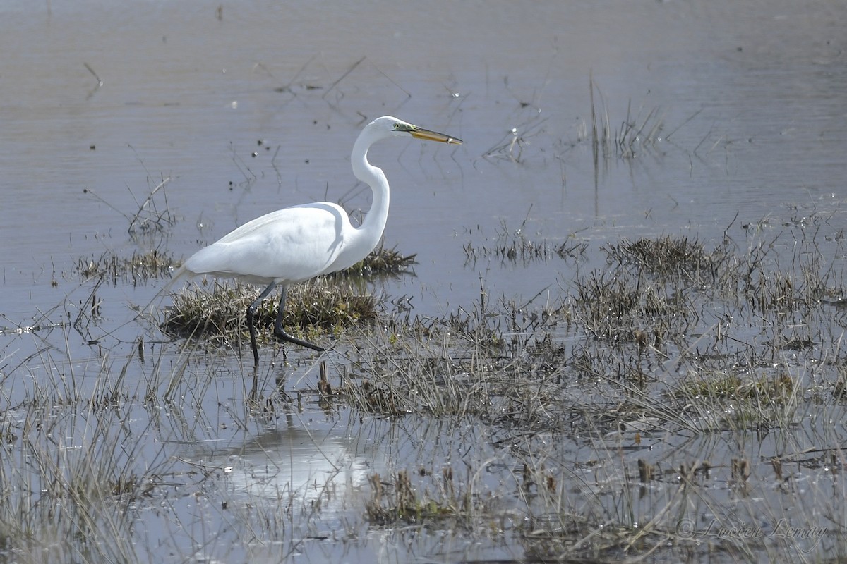 Great Egret - ML434262551