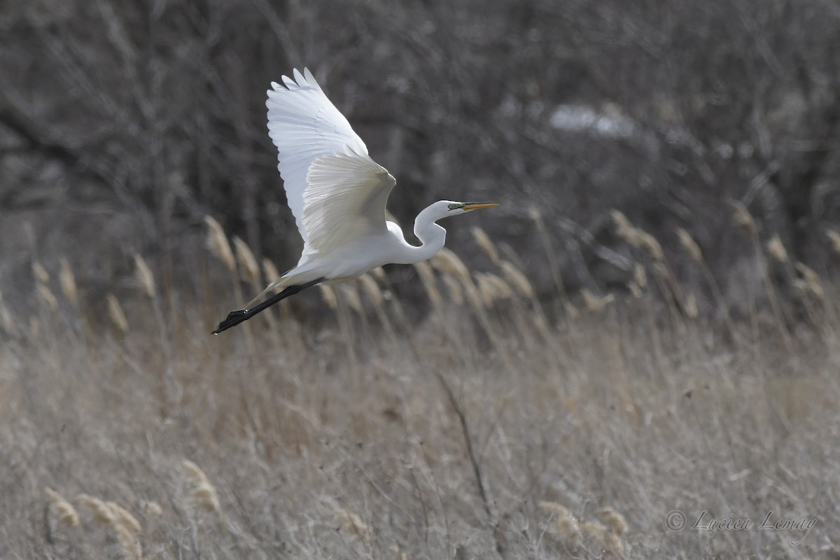 Great Egret - ML434262631