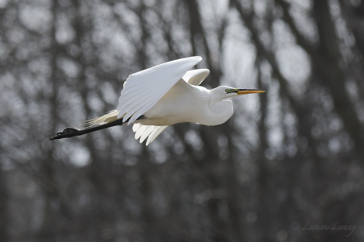 Great Egret - ML434262661