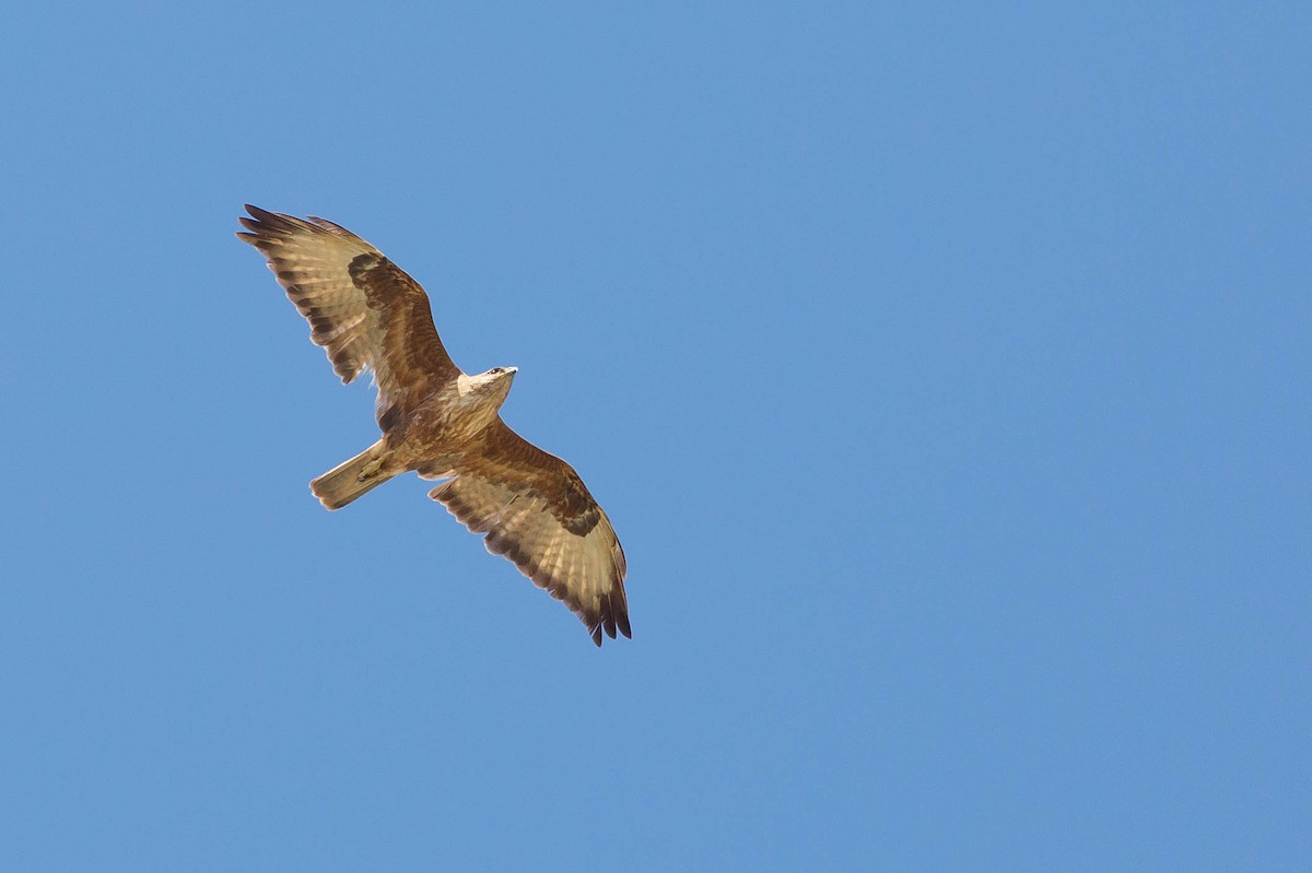 Long-legged Buzzard - ML434262801