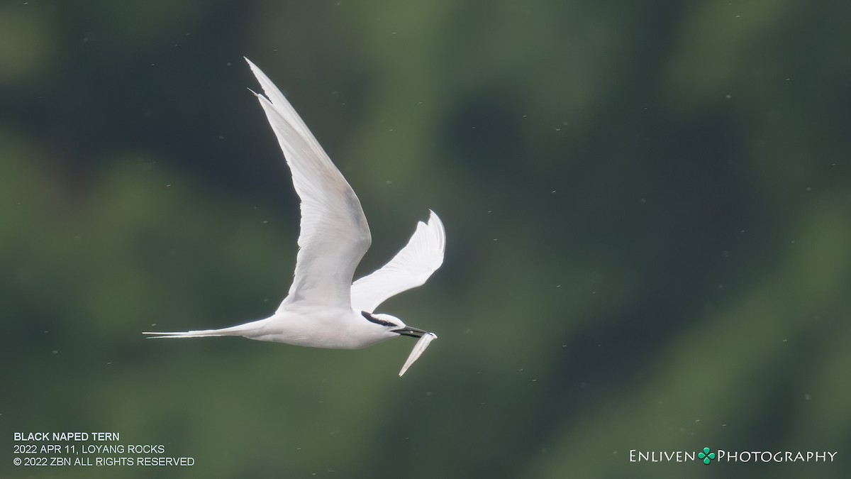 Black-naped Tern - ML434263071