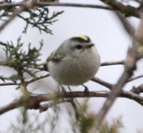 Golden-crowned Kinglet - ML434263291