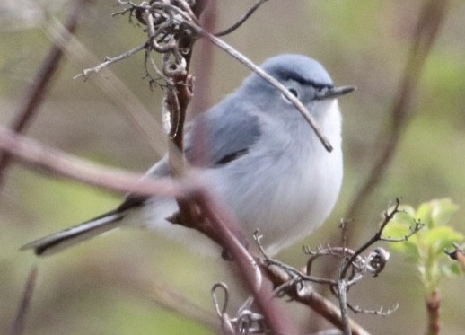 Gökrengi Bitkuşu (caerulea) - ML434263351