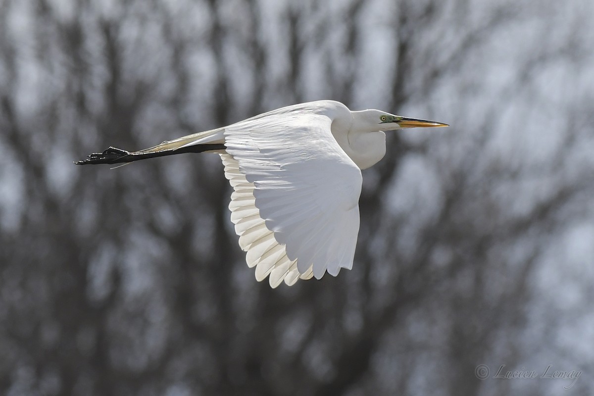 Great Egret - ML434263371