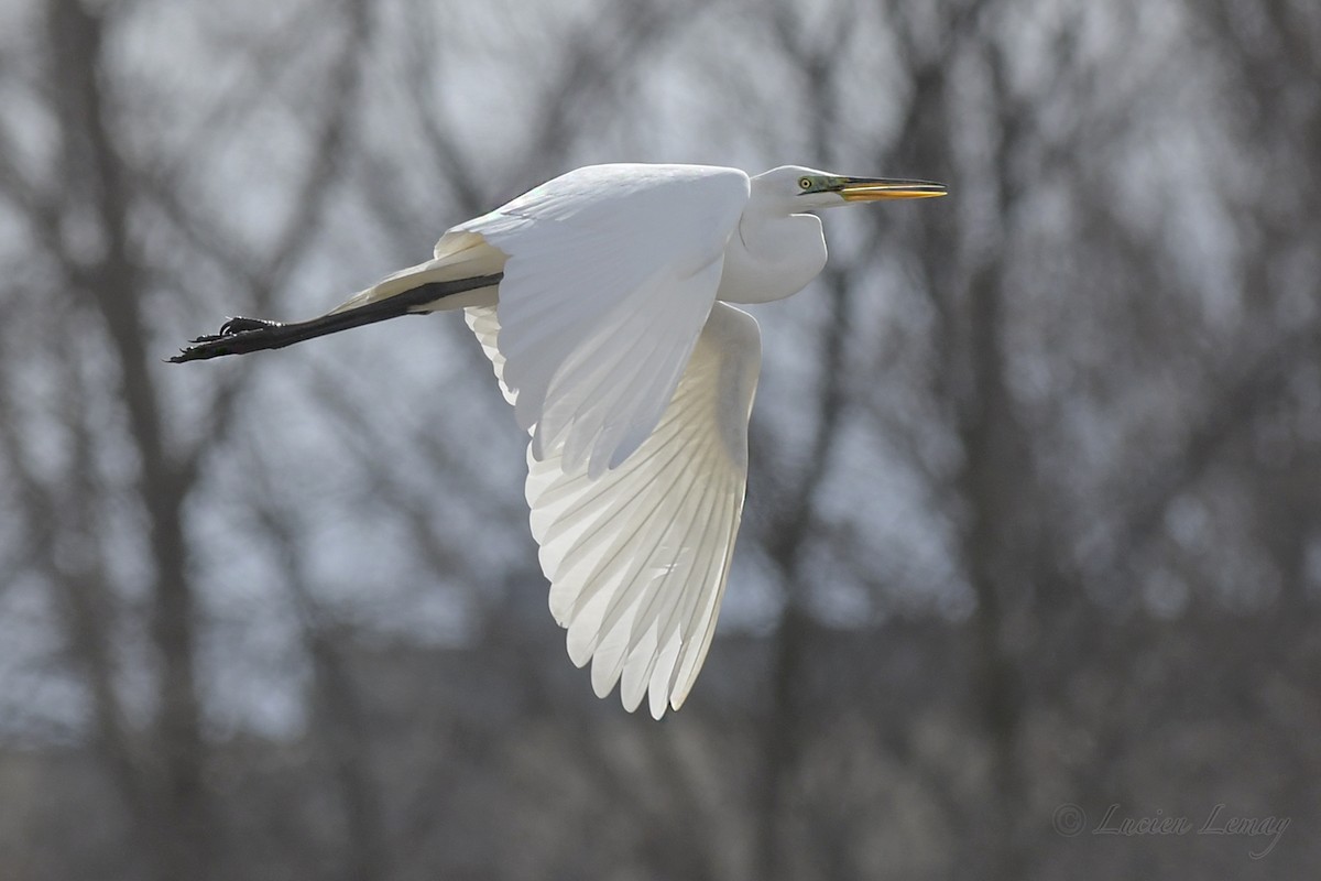 Great Egret - ML434263401