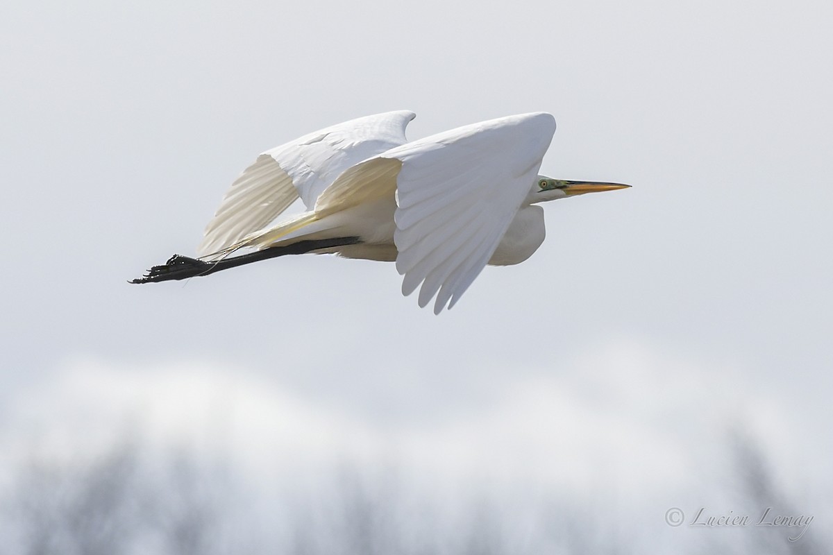 Great Egret - ML434263411