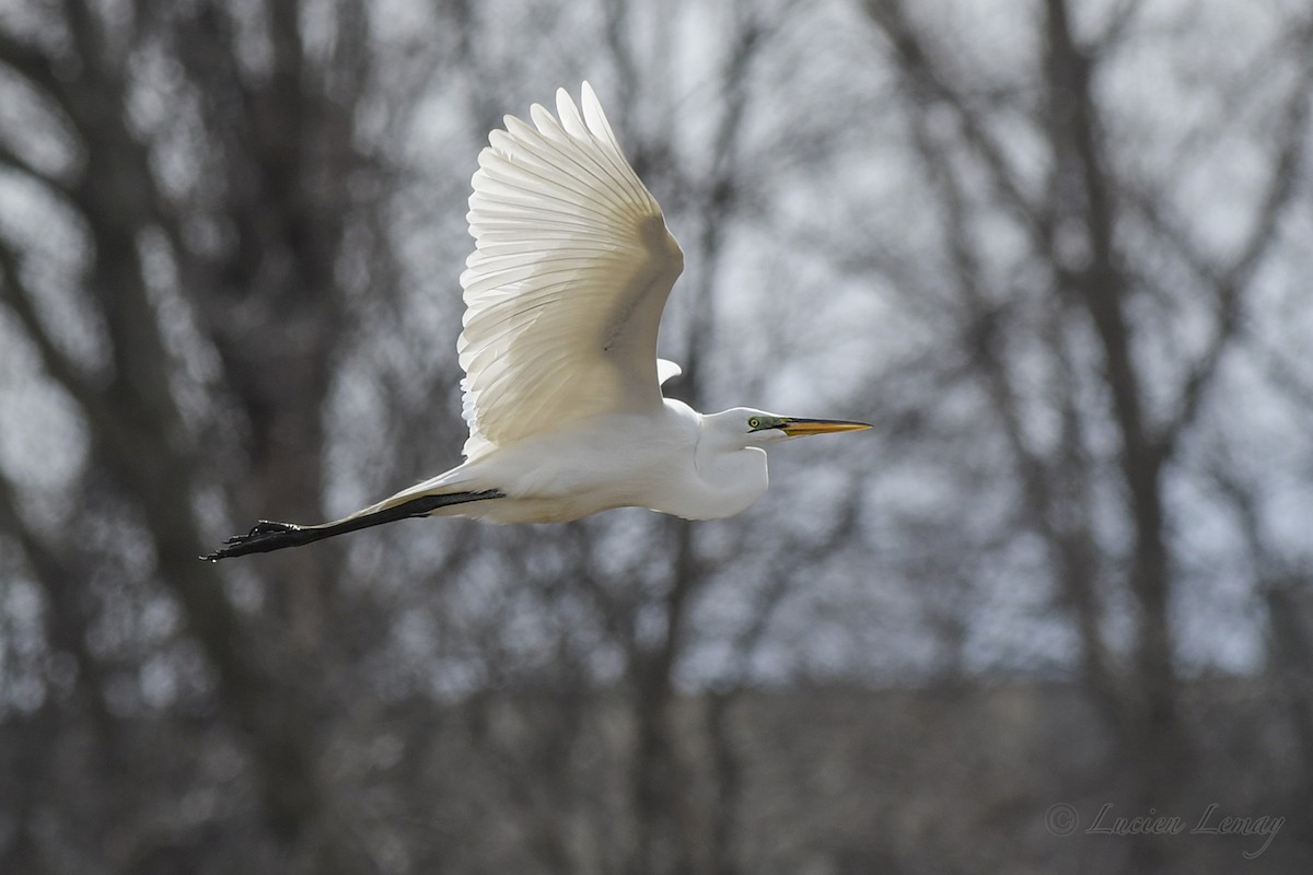 Great Egret - ML434263431